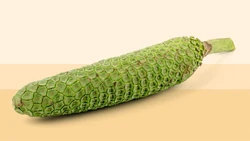 monstera screensaver Monstera