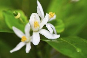 Kumquat Flower