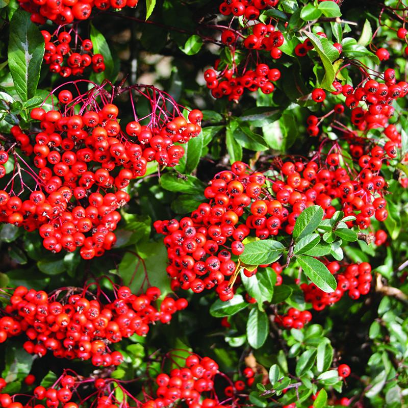 Кусты с красными ягодами названия и фото Firethorn Fruits' Information Wiki Fandom