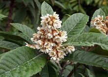 Loquat Flowers