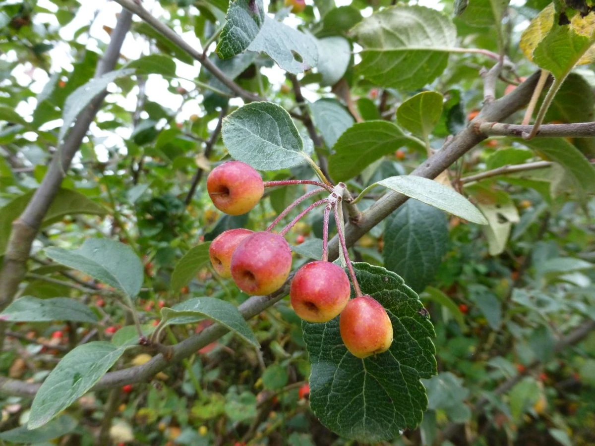 Oregon Crabapple Fruits' Information Wiki Fandom
