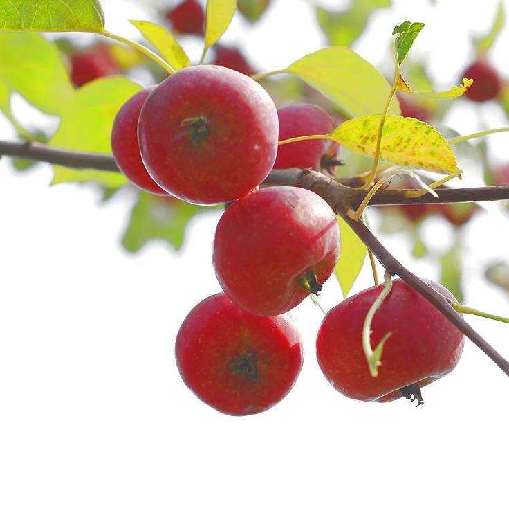 Chinese Pearleaf Crabapple Fruits' Information Wiki Fandom