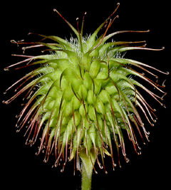 Avens Fruit