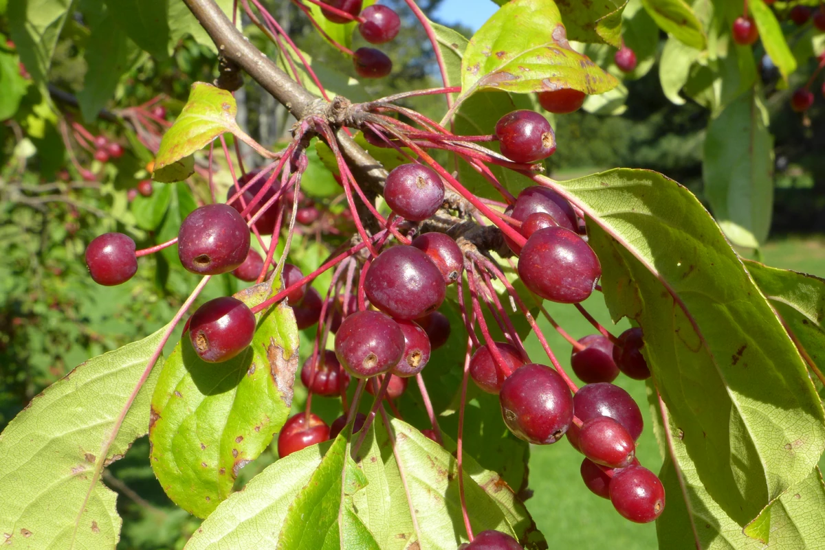 Hall Crabapple Fruits' Information Wiki Fandom
