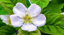 Medlar Flower