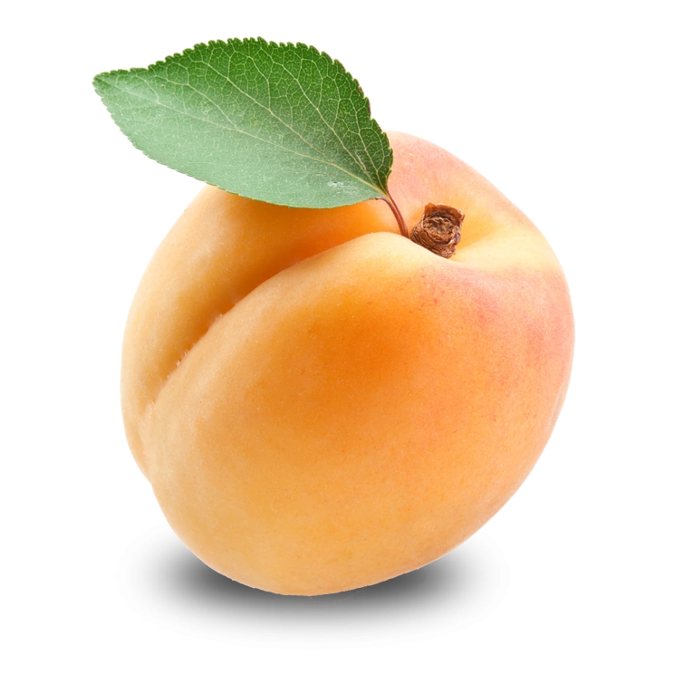 Apricot Fruits' Information Wiki Fandom