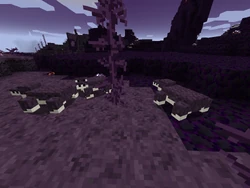 A group of wild Book Wyrms.