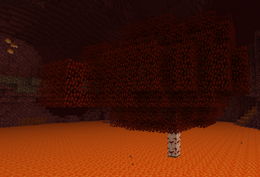Tree Bloodwood.png