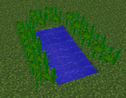 An example Hemp farm