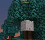 Forest Hive in Magical Forest