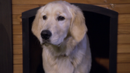 Cosmo looks on from his dog house as the renewal/wedding ceremony commences