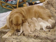 Minnie nurses her puppies