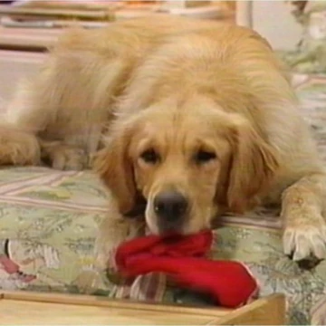 golden retriever house dog