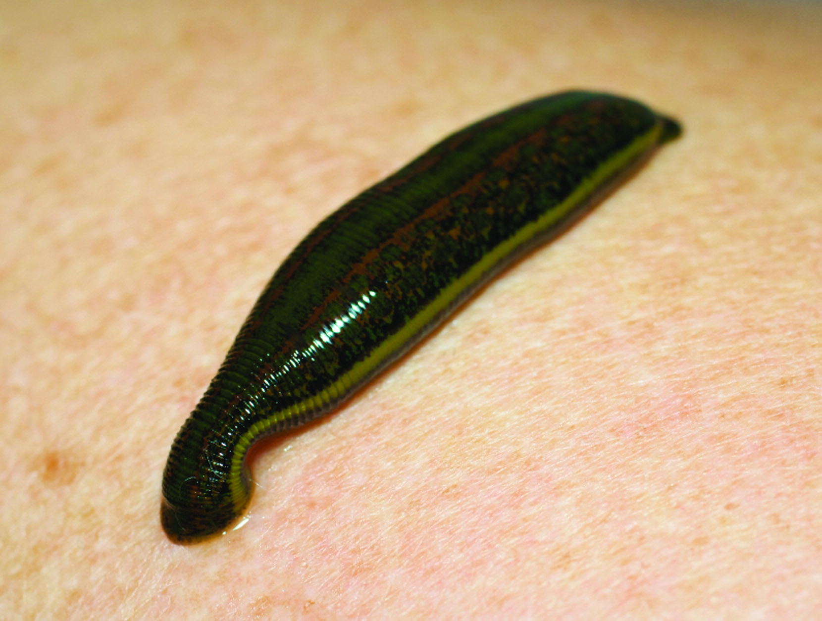 Leeches | Full Moon Features Wiki | Fandom Leeches | Full Moon Features Wiki | Fandom