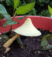 A paler Laucocoprinus birnbaumii