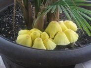 A cluster of Laucocoprinus birnbaumii in potted plant soil