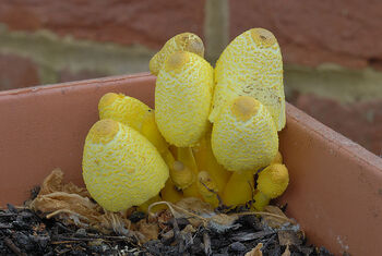 Yellow Potted