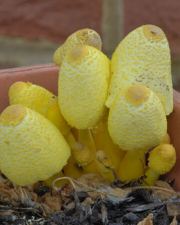 Leucocoprinus Birnbaumii Fungi Wiki Fandom This npc is the objective of a call to maldraxxus, troubles at home, prove your worth, rebuild our trust. leucocoprinus birnbaumii fungi wiki