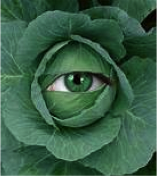 The Sentient Cabbage