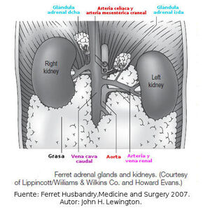 Adrenales4