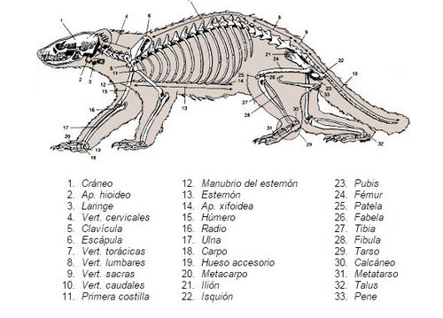 Esqueleto