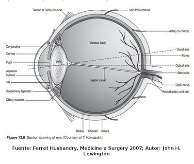 Anatomia ojo