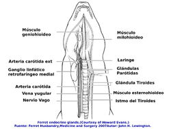 Garganta2