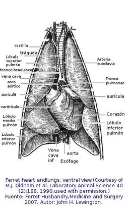 Pulmones