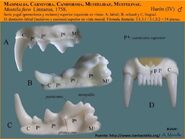 Dientes1