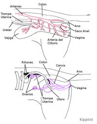 Lateralhembracomb