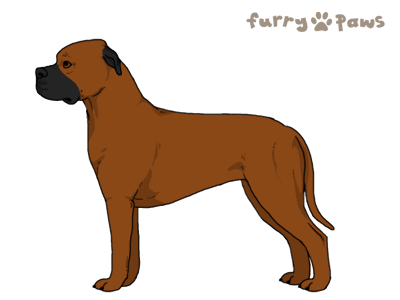 Cane Corso Furry Paws Wiki Fandom
