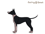 Xoloitzcuintle