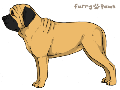 Fila Brasileiro Preço - Wiki Pets