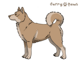 Greenland Dog