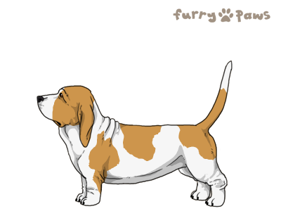 Trooper Basset Hound – Big Furry Friends