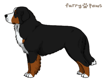 Bernese mountain dog hairy cheap
