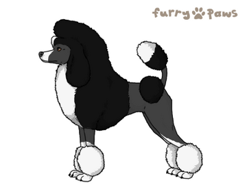 Furry poodle discount