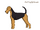 Airedale Terrier