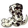 Dalmatian Canine