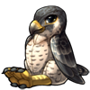 Peregrine Falcon Raptor