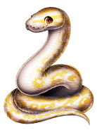 Albino Ball Python (Base)