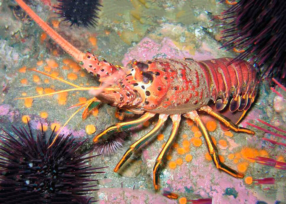 креветка морской дракон. щитни ракообразные. членистоногая рыба. флоридский лангуст. флоридский лангуст.
