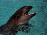 Wholphin (Hybrid Age)