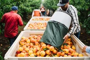 Workers harvesting peaches at a peach farm in Georgia