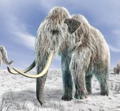 Mamont is the world's first mammoth to be revived from a fossil.