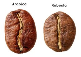 Robusta i arabika