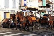 Martinique horse chariots