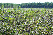 Cotton