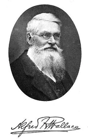 British scientist Alfred Russel Wallace.