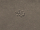 Demeter Seed